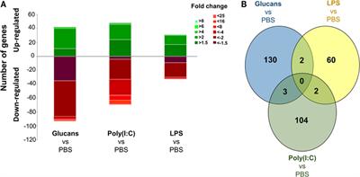 Analysis of the Long-Lived Responses Induced by Immunostimulants and Their Effects on a Viral Infection in Zebrafish (Danio rerio)